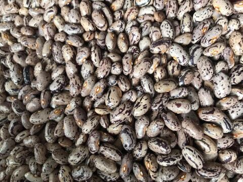 YERLİ UZUN ENLİ GEÇÇİ TURŞULUK SIRIK FASULYE TOHUMU 500 GR (ALACALI)