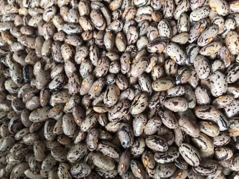 YERLİ UZUN ENLİ GEÇÇİ TURŞULUK SIRIK FASULYE TOHUMU 500 GR (ALACALI)