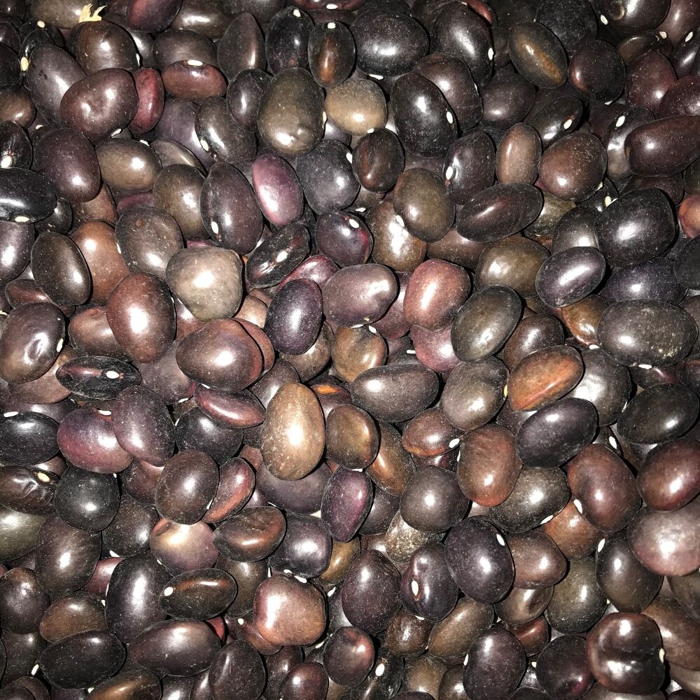 YERLİ UZUN ENLİ TURŞULUK SIRIK FASULYE TOHUMU 500 GR (MOR)