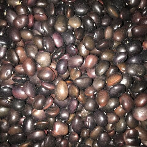 YERLİ UZUN ENLİ TURŞULUK SIRIK FASULYE TOHUMU 500 GR (MOR)