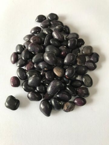 YERLİ UZUN ENLİ TURŞULUK SIRIK FASULYE TOHUMU 500 GR (MOR)