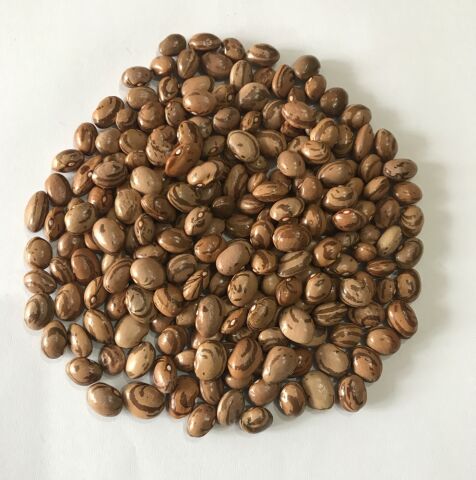 YERLİ FERASETSİZ YÜKSEK VERİMLİ SIRIK FASULYE TOHUMU 500 GR