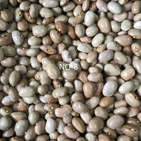 YERLİ AYŞE KADIN SIRIK FASULYE TOHUMU 500 GR (KREM)