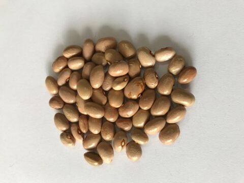 YERLİ AYŞE KADIN SIRIK FASULYE TOHUMU 500 GR (KREM)