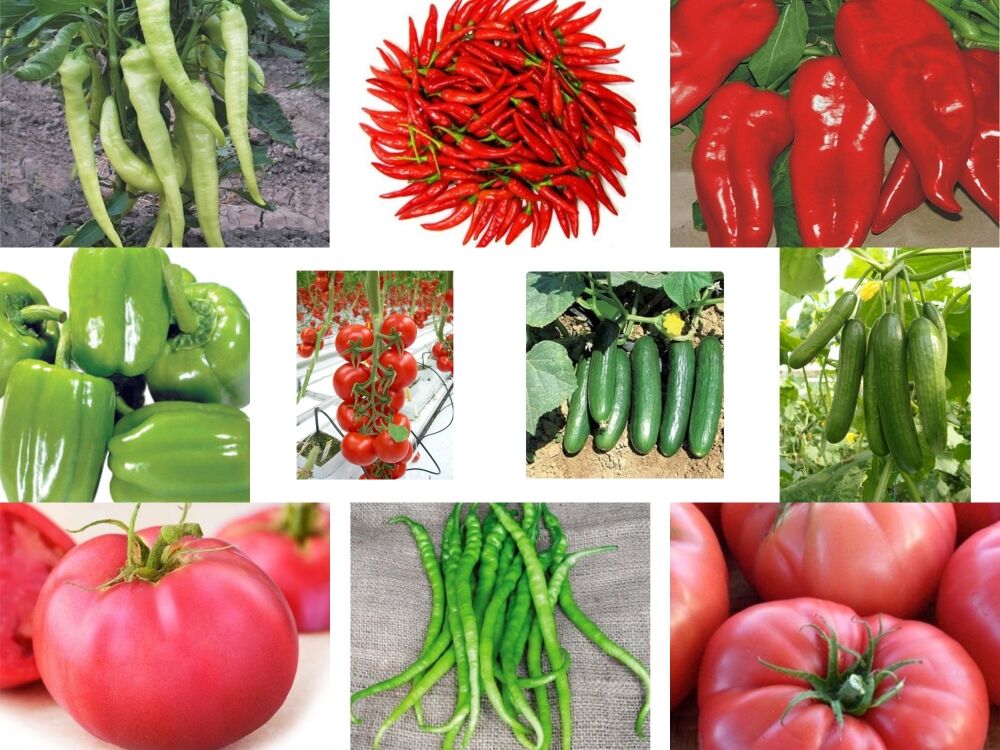 Yerli 10 Çeşit Sebze Tohumu Seti Ort 625 Ad Tohum+Gübre - Mix 3