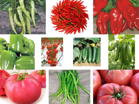 Yerli 10 Çeşit Sebze Tohumu Seti Ort 625 Ad Tohum+Gübre - Mix 3