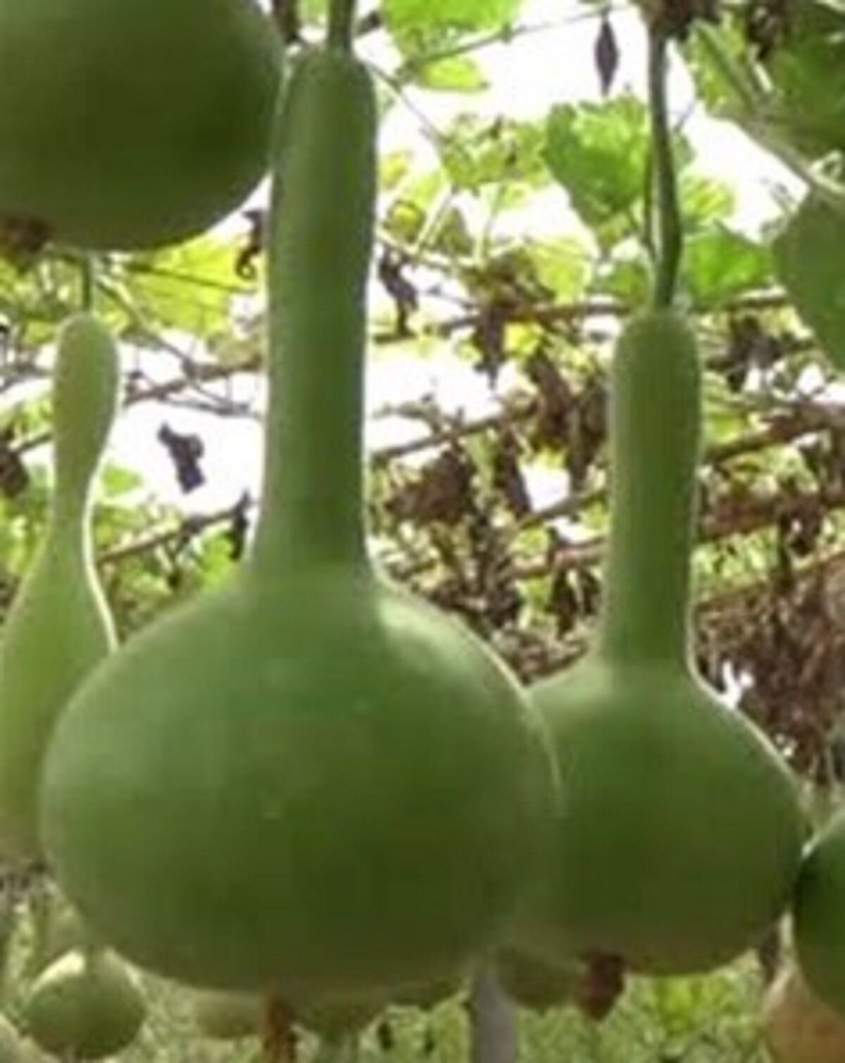 Yerli Su Kabağı Tohumu 5 Ad Tohum