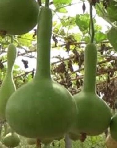 Yerli Su Kabağı Tohumu 5 Ad Tohum