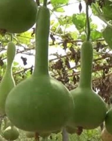 Yerli Su Kabağı Tohumu 5 Ad Tohum