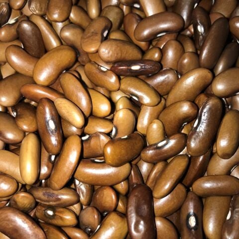 YERLİ MAGNUM OTURAK FASULYE TOHUMU 100 GR