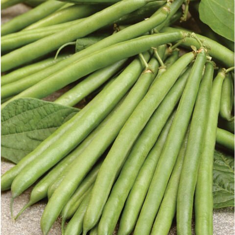 YERLİ MAGNUM OTURAK FASULYE TOHUMU 100 GR