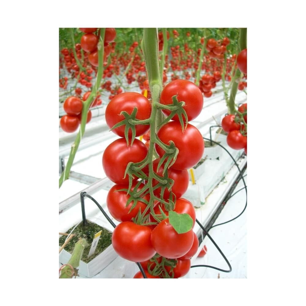 Yerli Chery Domates Tohumu 1 Gr (Ort 250 Ad Tohum)