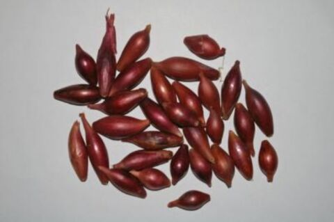 YERLİ ARPACIK SOĞAN 6 NUMARA (1 KG)