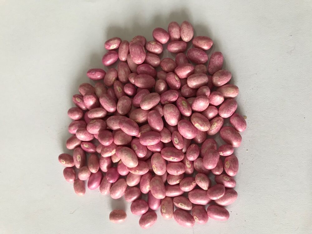 GİNA OTURAK FASULYE TOHUMU 500 GR