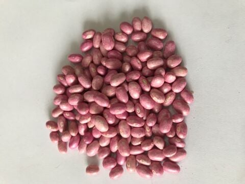 GİNA OTURAK FASULYE TOHUMU 500 GR