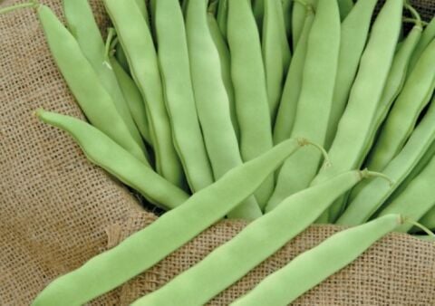 GİNA OTURAK FASULYE TOHUMU 500 GR