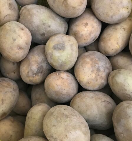 MELODİ SERTİFİKALI TOHUMLUK PATATES 10 KG