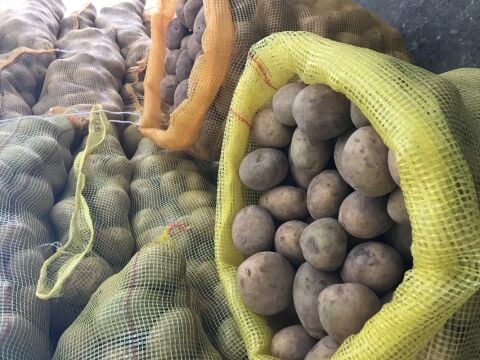 MELODİ SERTİFİKALI TOHUMLUK PATATES 25 KG